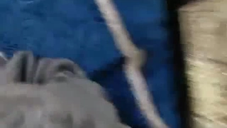 偷偷养只小金乌昆山冲啊